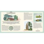 Picture of Explorer Plants