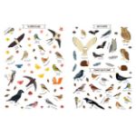 Picture of Nature sticker book Birds