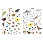 Picture of Nature sticker book Insect